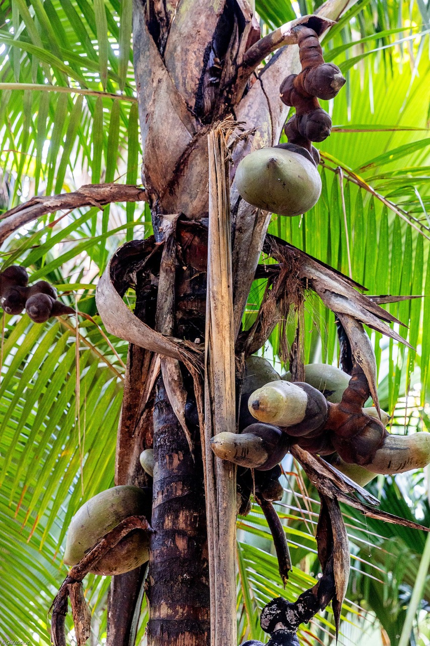 2025Seychelles-1278 – dimensioni grandi