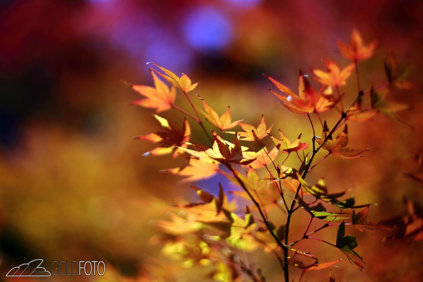 ponte-famoso-kyoto_003-1350×900